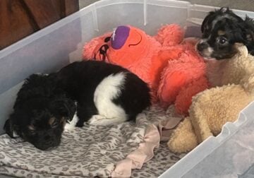 Two bundles of joy needing homes