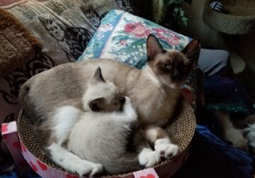 Snowshoe siamese kittens