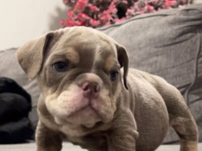 English bulldog