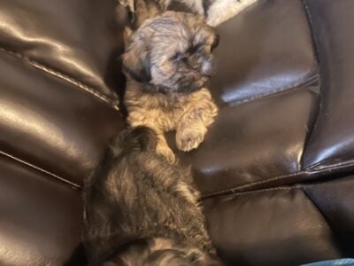 Shitzu pups