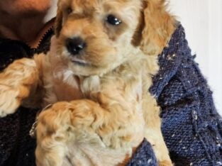 Mini Goldendoodle puppy