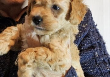 Mini Goldendoodle puppy