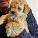 Mini Goldendoodle puppy