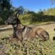 Beautiful Female Belgian Malinois