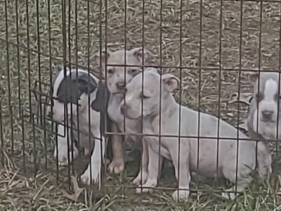 Standard American Bully pups
