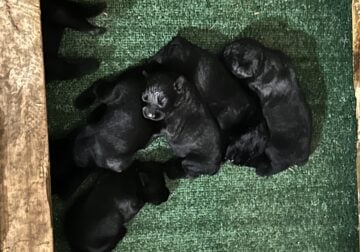 Giant Schnauzer Puppies