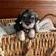 Schnauzer