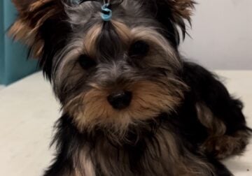 Full akc male Yorkshire terrier