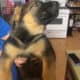 Right in time for Christmas 🎄 German Shepherd bab