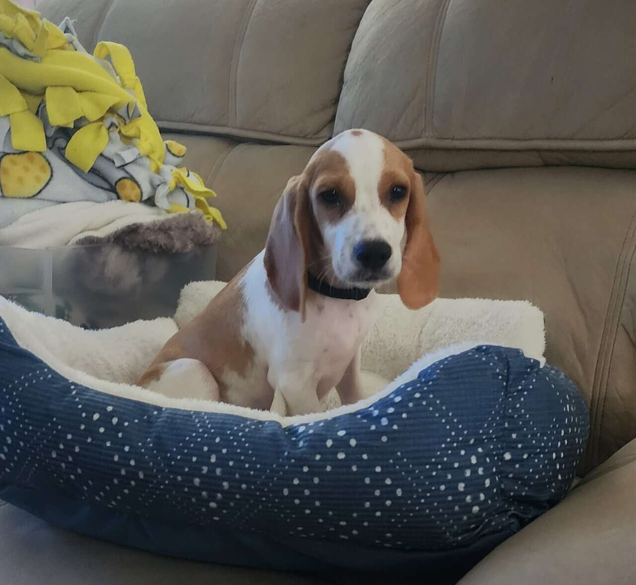 Beagle Adoption | PetClassifieds.com