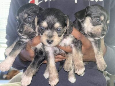 Mixed Breed (Mini pincher & Maltese )