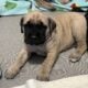 Puppies- English Mastiff