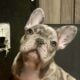 AKC French Bulldog Puppies