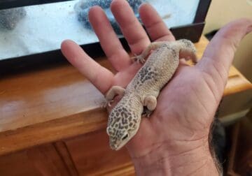 Free geckos with equipment
