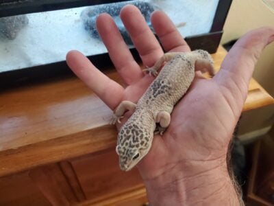 Free geckos with equipment