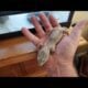 Free geckos with equipment