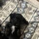 Xmas Miniature Dachshund Puppies