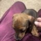 Daschund Puppy for sale
