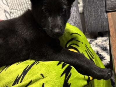 German shepherd puppy