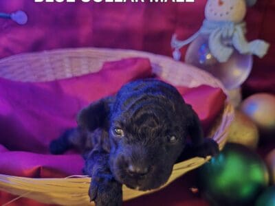 CKC REGISTERED MINI POODLE PUPPIES