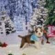 CKC registered siberian huskies