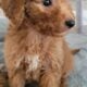 Small goldendoodle – Puppy 4