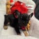 French BullDog Fluffy Carrier Puppies