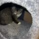 Fort Frances area Kittens & 6 months Kats