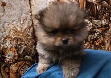 Pomeranian Puppies