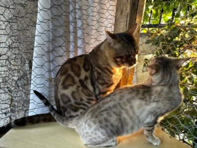 Bengal Kittens order