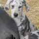 Great Dane puppies