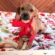 Kiwi, Queen Elizabeth Pocket Beagle