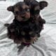 Ckc yorkies