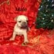 French bulldog puppies
