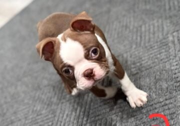 Purebred Boston Terrier