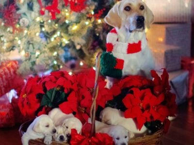 AKC Registered Labrador Puppies