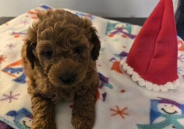 Hershey Bear Mini Goldendoodle
