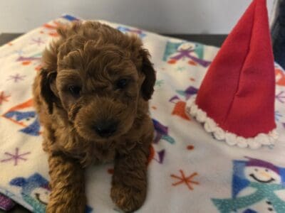Hershey Bear Mini Goldendoodle