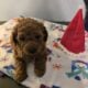 Hershey Bear Mini Goldendoodle
