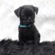 Frug Male Puppy