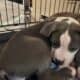 Staffordshire terrier puppies