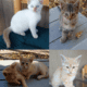 Adorable Kittens Seeking Forever Homes!