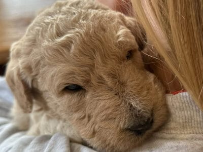 F1B standard Labradoodles
