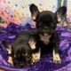 French BullDog Fluffy Carrier Puppies