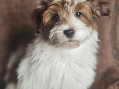 Havanese male puppies