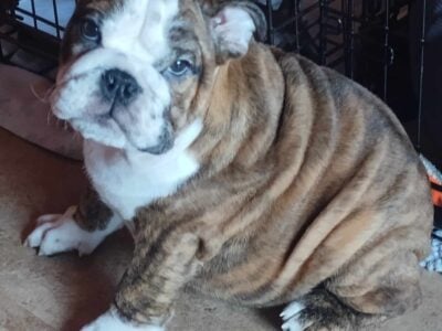 AKC Male Bulldog Puppy (Paris)