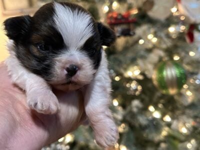 Shih Tzu Puppies