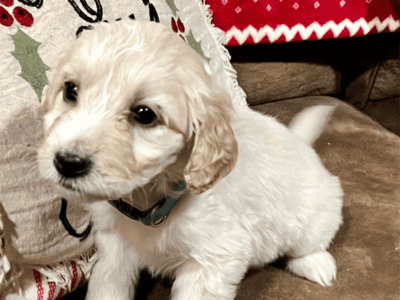 Pyredoodle puppies