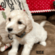 Pyredoodle puppies