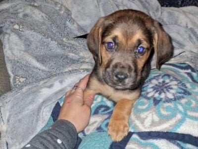 labloodhound puppies